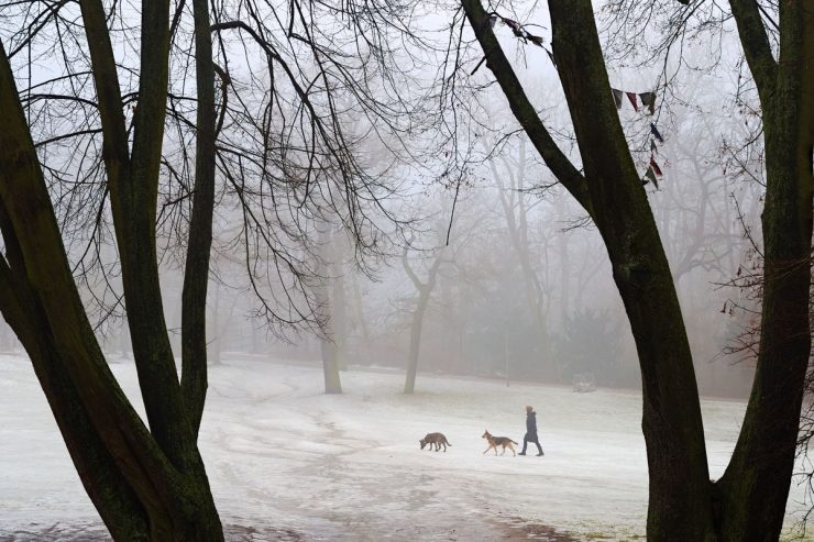 Foggy Weather In Berlin Volkspark Hasenheide (Olympus OM-D E-M1, FT Zuiko 14-54 2.8-3.5)