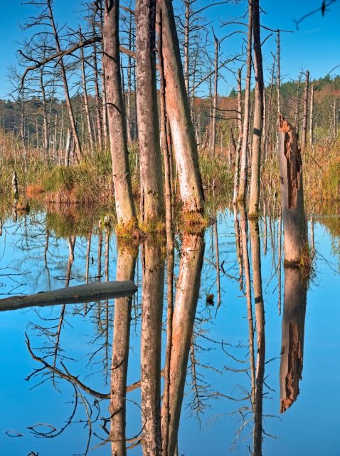 Schorfheide-Chorin NSG Plagefenn
