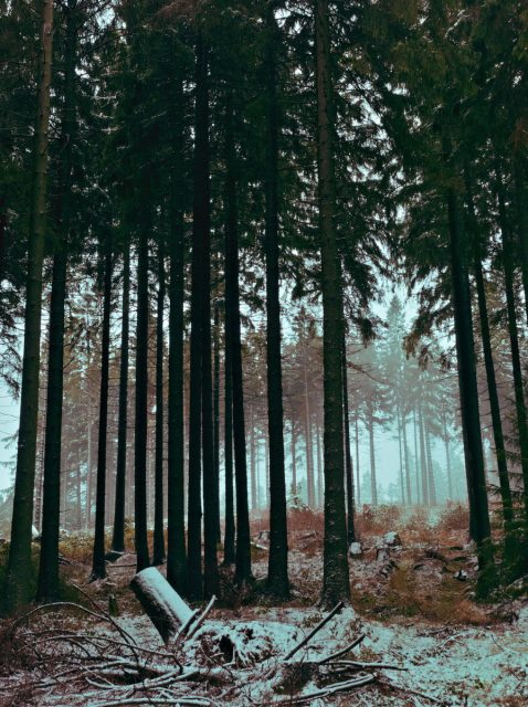 Spruce Tree Woods, Goslar, Harz