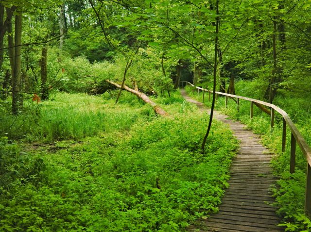 Uckermark, Nationalpark Unteres Odertal