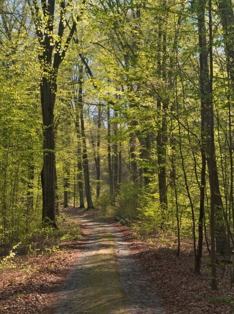 Schorfheide-Chorin NSG Plagefenn