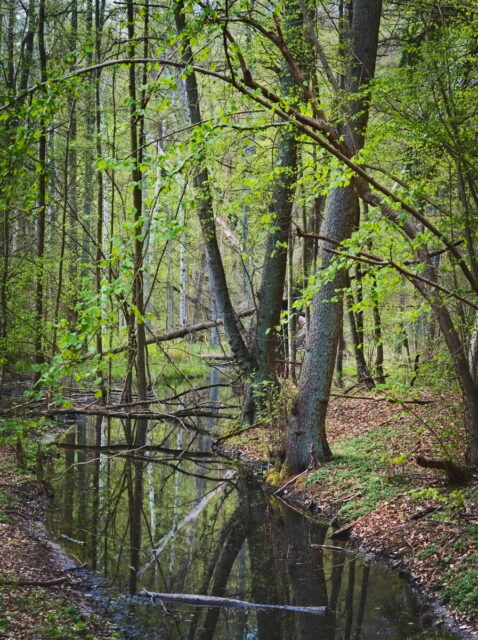 Biesenthaler Becken, Landscape in Barnim
