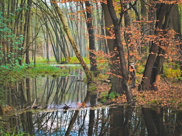 Hellsee, Autumnal Woods