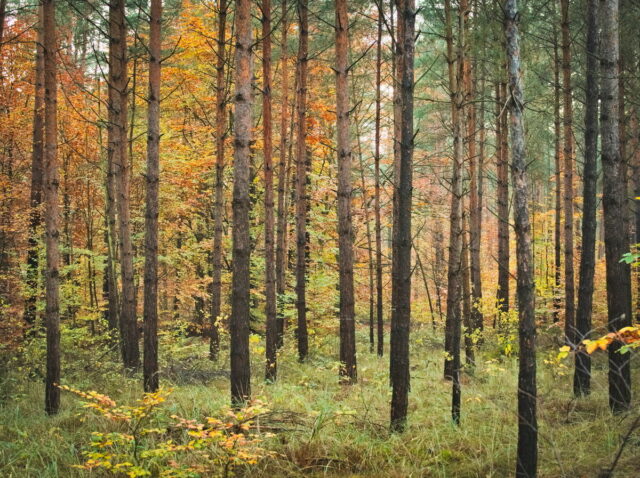 Hellsee, Autumnal Woods