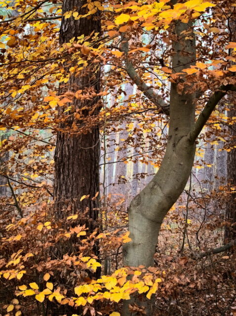 Autumnal Woods And Landscape