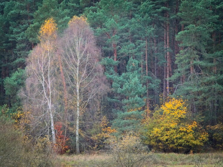Autumnal Woods And Landscape