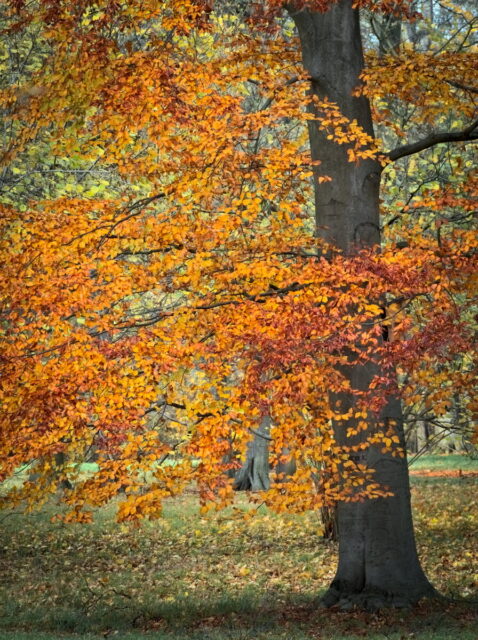 Autumn, Barnim, Blumberg, Lenné-Park, Lenné-Park Blumberg