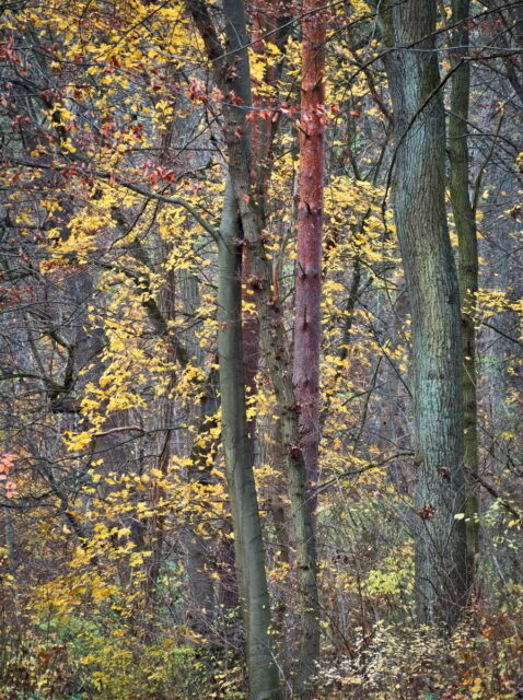 Lobetel, Biesenthal, Biesenthaler Becken,  Biesenthal Nature Park,  Autumn,  woods,  