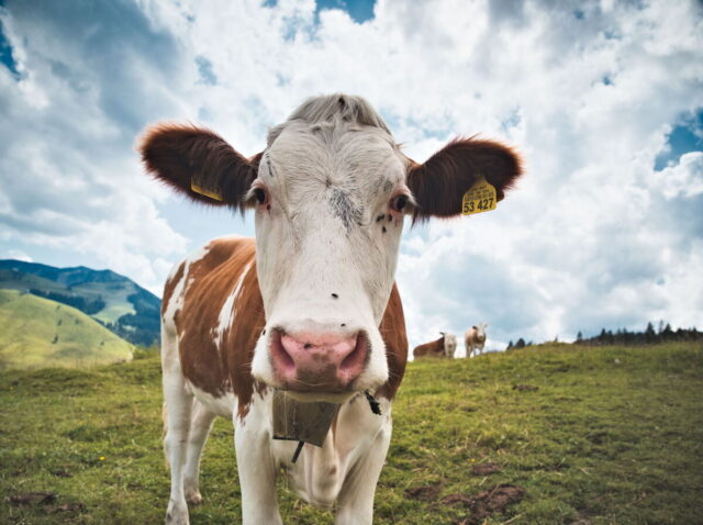 Cow Bavarian Alps