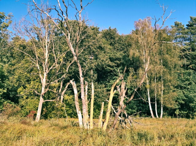 Bikepacking, Biesenthal, Oderbruch, Oderberg, Hohensaaten, Oder, Alte Oder, Parsteiner See