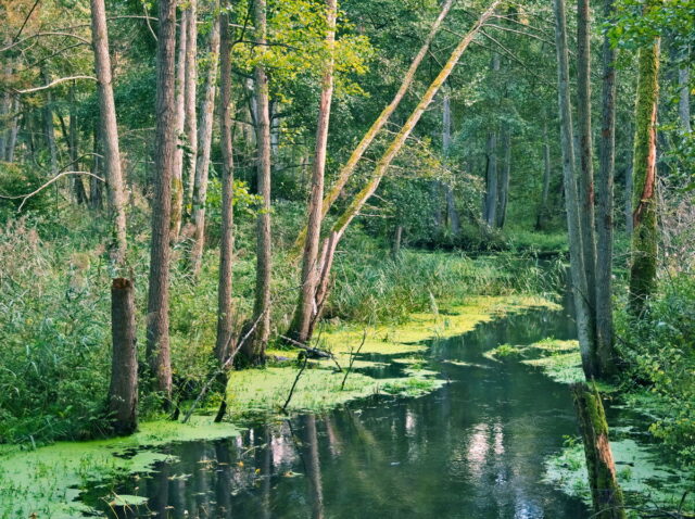 Bikepacking, Biesenthal, Oderbruch, Oderberg, Hohensaaten, Oder, Alte Oder, Parsteiner See