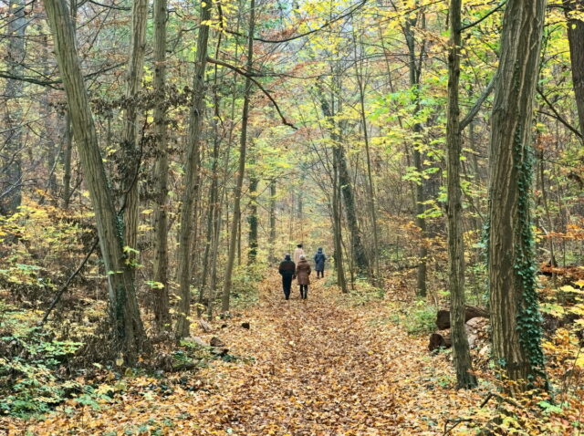 Barnim, Biesenthal, Biesenthaler Becken, Lanke, Germany, autumn, fog