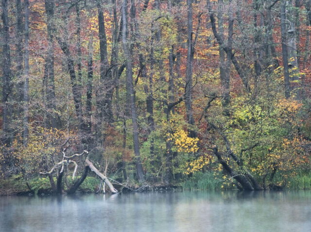 Barnim, Biesenthal, Biesenthaler Becken, Lanke, Germany, autumn, fog