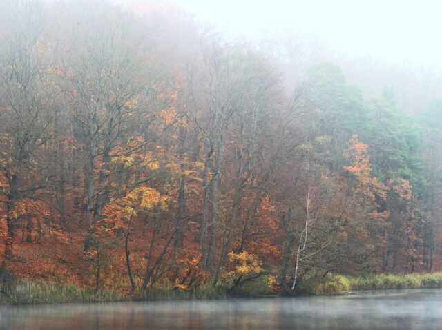 Barnim, Biesenthal, Biesenthaler Becken, Lanke, Germany, autumn, fog