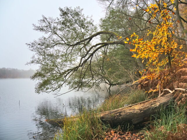 Barnim, Biesenthal, Biesenthaler Becken, Lanke, Germany, autumn, fog