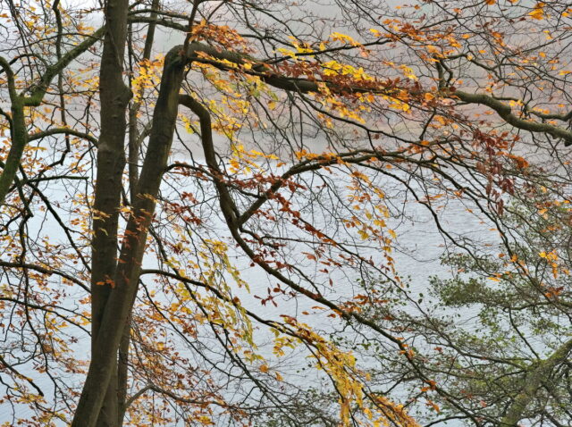 Barnim, Biesenthal, Biesenthaler Becken, Lanke, Germany, autumn, fog