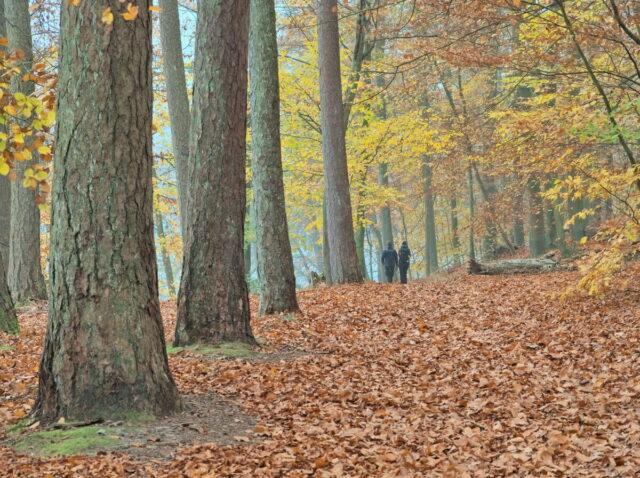 Barnim, Biesenthal, Biesenthaler Becken, Lanke, Germany, autumn, fog