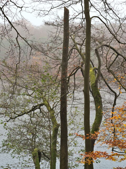 Barnim, Biesenthal, Biesenthaler Becken, Lanke, Germany, autumn, fog