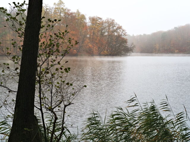 Barnim, Biesenthal, Biesenthaler Becken, Lanke, Germany, autumn, fog