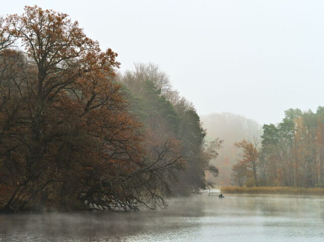 Barnim, Biesenthal, Biesenthaler Becken, Lanke, Germany, autumn, fog