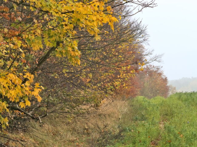 Barnim, Biesenthal, Biesenthaler Becken, Lanke, Germany, autumn, fog