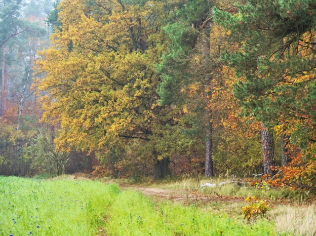 Barnim, Biesenthal, Biesenthaler Becken, Lanke, Germany, autumn, fog