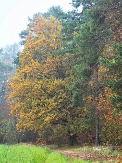 Barnim, Biesenthal, Biesenthaler Becken, Lanke, Germany, autumn, fog