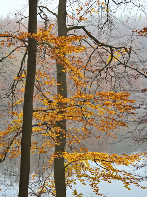 Barnim, Biesenthal, Biesenthaler Becken, Lanke, Germany, autumn, fog