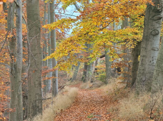 Barnim, Biesenthal, Biesenthaler Becken, Lanke, Germany, autumn, fog