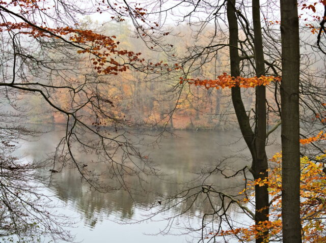 Barnim, Biesenthal, Biesenthaler Becken, Lanke, Germany, autumn, fog