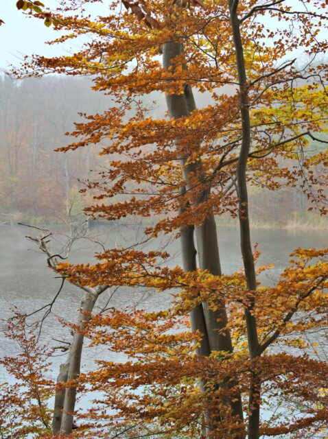 Barnim, Biesenthal, Biesenthaler Becken, Lanke, Germany, autumn, fog