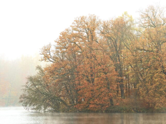 Barnim, Biesenthal, Biesenthaler Becken, Lanke, Germany, autumn, fog