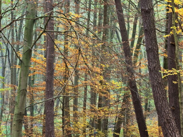 Barnim, Biesenthal, Biesenthaler Becken, Lanke, Germany, autumn, fog