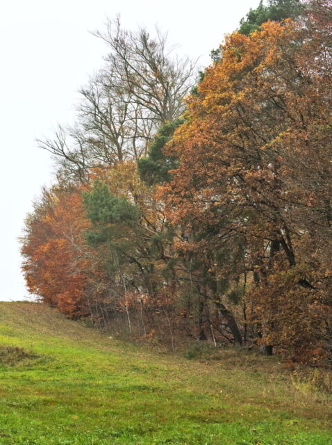 Barnim, Biesenthal, Biesenthaler Becken, Lanke, Germany, autumn, fog