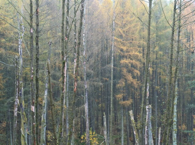 Barnim, Biesenthal, Biesenthaler Becken, Lanke, Germany, autumn, fog