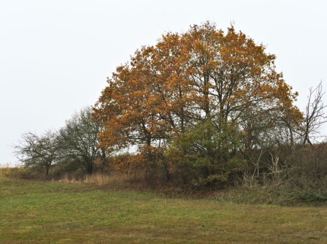 Barnim, Biesenthal, Biesenthaler Becken, Lanke, Germany, autumn, fog