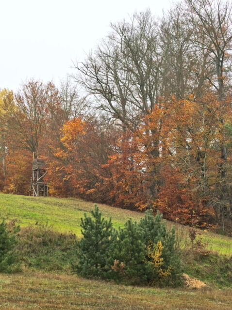 Barnim, Biesenthal, Biesenthaler Becken, Lanke, Germany, autumn, fog