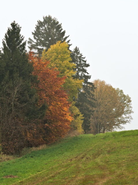 Barnim, Biesenthal, Biesenthaler Becken, Lanke, Germany, autumn, fog