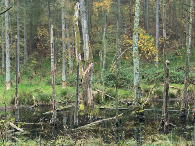 Barnim, Biesenthal, Biesenthaler Becken, Lanke, Germany, autumn, fog