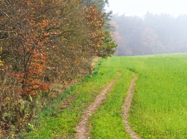 Barnim, Biesenthal, Biesenthaler Becken, Lanke, Germany, autumn, fog