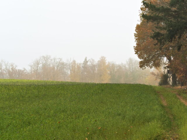 Barnim, Biesenthal, Biesenthaler Becken, Lanke, Germany, autumn, fog