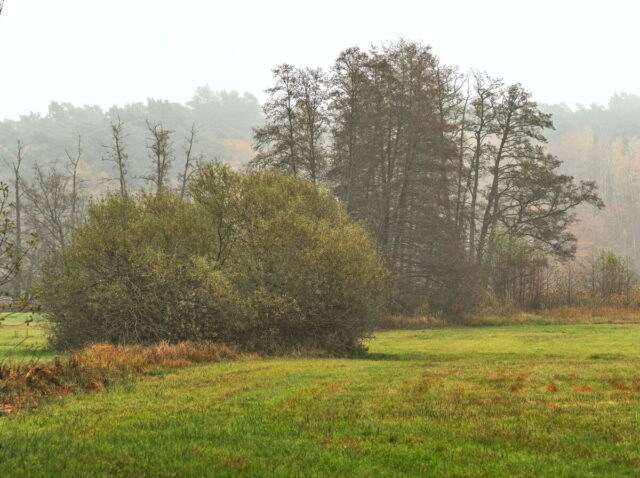 Barnim, Biesenthal, Biesenthaler Becken, Lanke, Germany, autumn, fog