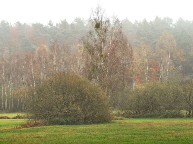 Barnim, Biesenthal, Biesenthaler Becken, Lanke, Germany, autumn, fog