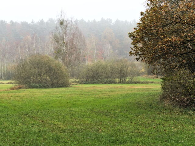 Barnim, Biesenthal, Biesenthaler Becken, Lanke, Germany, autumn, fog