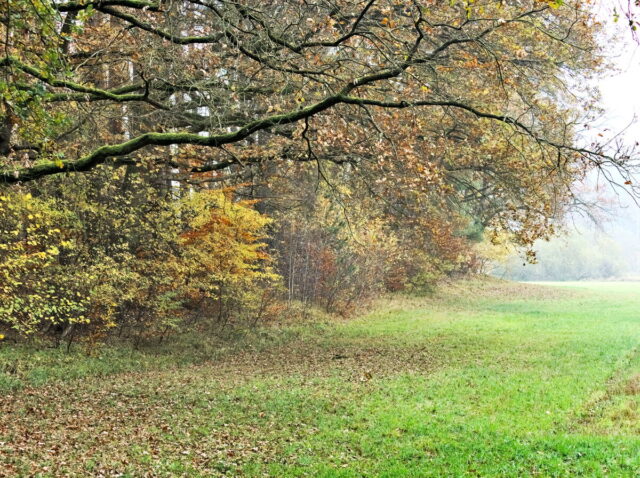 Barnim, Biesenthal, Biesenthaler Becken, Lanke, Germany, autumn, fog