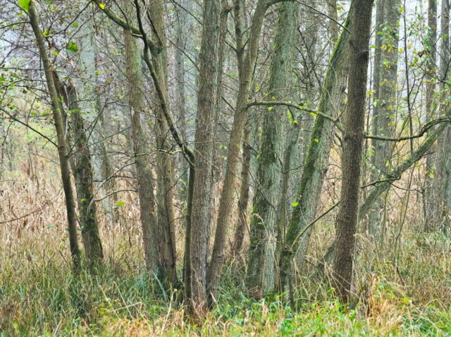 Barnim, Biesenthal, Biesenthaler Becken, Lanke, Germany, autumn, fog