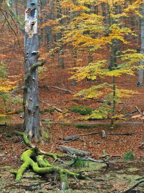 Barnim, Biesenthal, Biesenthaler Becken, Lanke, Germany, autumn, fog