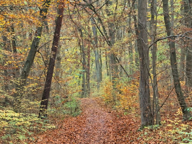 Barnim, Biesenthal, Biesenthaler Becken, Lanke, Germany, autumn, fog