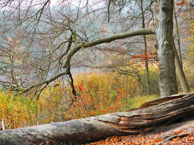 Barnim, Biesenthal, Biesenthaler Becken, Lanke, Germany, autumn, fog