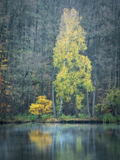 Barnim, Biesenthal, Biesenthaler Becken, Lanke, Germany, autumn, fog